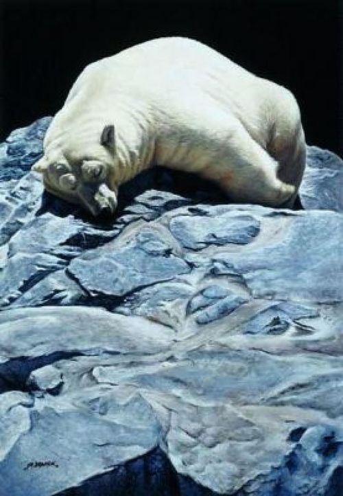 Christophe Drochon : Ours polaire endormi