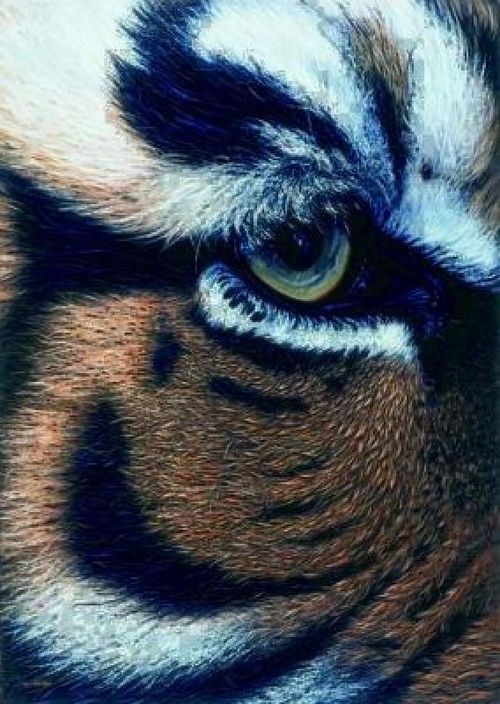 Christophe Drochon : Oeil de tigre