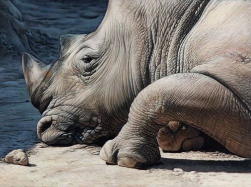 Christophe Drochon : Le rhino et le caillou